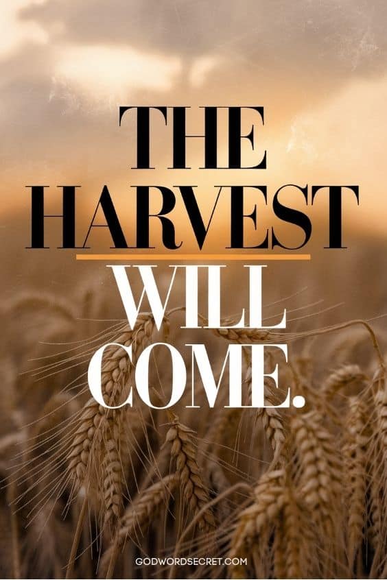 What the Parable of the Weeds Teaches Us about Our Relationship with God
